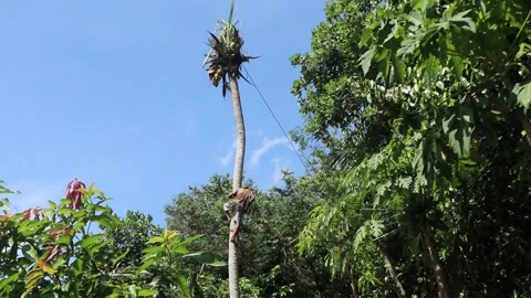 Cutting down coconut trees without safety equipment. Stock Footage 266758843