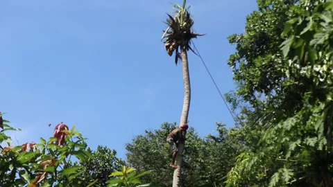 Cutting down coconut trees without safety equipment. Stock Footage 266758855