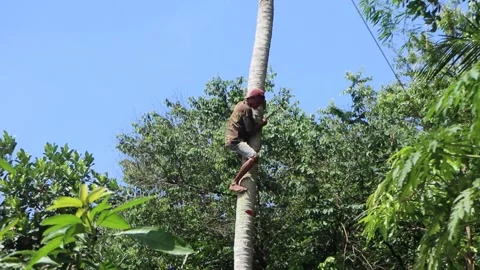 Cutting down coconut trees without safety equipment. Stock Footage 266758857