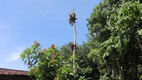 Cutting down coconut trees without safety equipment. Stock Footage 266758862