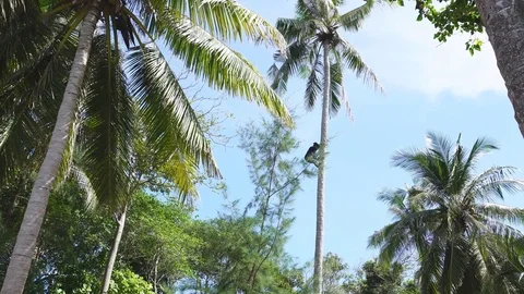 Cutting down coconuts from palm tree Stock Footage 84465844