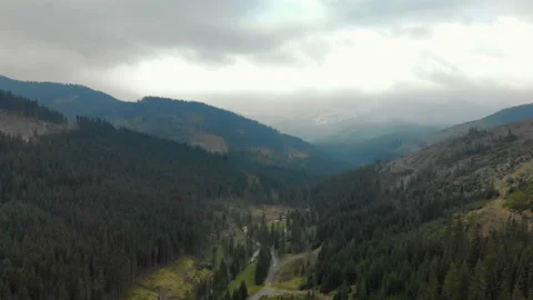 Cutting down coniferous forests on mountain slopes and hills. The concept of Stock Footage 107715876