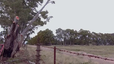 Cutting down eucalyptus trees. Tree falling to the ground after being cut a.. Stock Footage 252326884