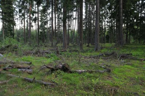 Cutting down in the forest, clearing with pieces of logs Foto stock