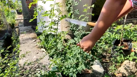 Cutting down the ileng ileng tree with a knife Stock Footage 217873396