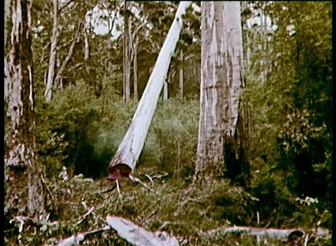 CUTTING DOWN JARRAH FORESTS, WESTERN AUSTRALIA (1959) Stock Footage 159124268