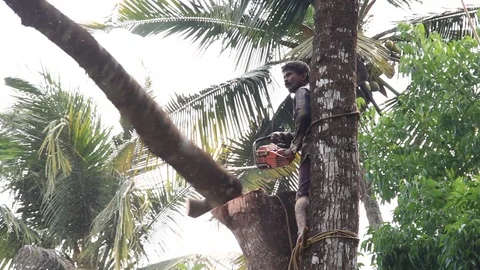 Cutting Down Large Branch from Tree Top Stock Footage 87713659