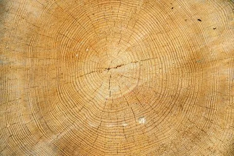 Cutting down a large tree. Stock Photos