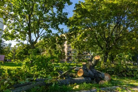 Cutting Down Old Rotten Trees in the City Center Stock Photos
