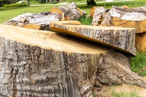 Cutting down old, several-year-old trees, Environmental concept, Environmen.. Stock Photos