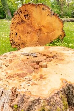 Cutting down old, several-year-old trees, Environmental concept, Environmen.. Stock Photos