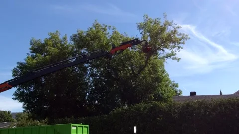 Cutting down an old tree 4K Stock Footage 133194717