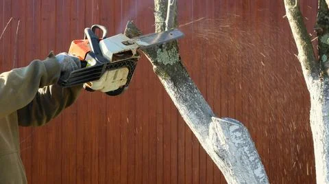 Cutting down an old tree trunk with a chainsaw Stock Photos