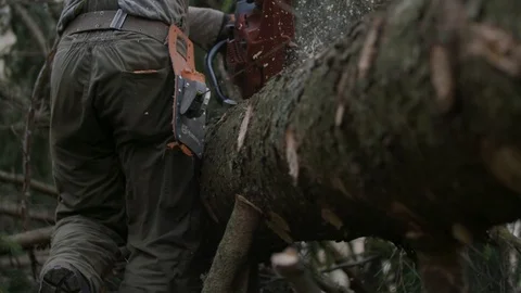 Cutting down spruce branches with sawdust flying everywhere Vidéo 92889959