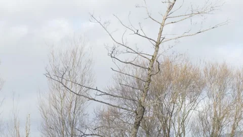 Cutting down standing dead tree Stock Footage 300577657
