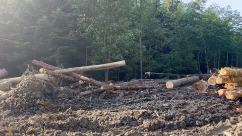 Cutting down tall trees in the forest Stock Footage 250133016