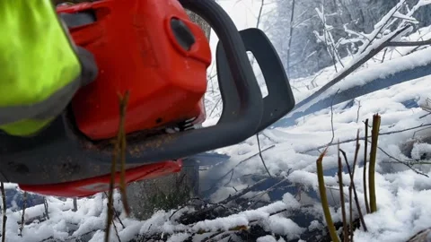 Cutting down the tree (Alnus incana) in winter with a chainsaw in 4K Stock Footage 232031708