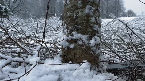 Cutting down the tree (Alnus incana) in winter with a chainsaw in 4K Stock Footage 232031711