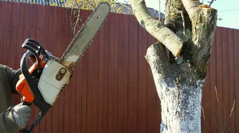 Cutting down tree branches with an old gasoline saw Stock Photos