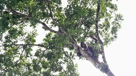 Cutting Down Tree Canopy Stock Footage 87920229