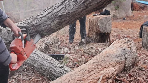 Cutting down a tree with a chainsaw in a forest during winter, showing skill and Stock Footage 319389318