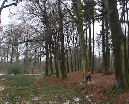Cutting down a tree with a chainsaw, tree falls down Stock Footage 23371771
