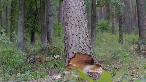 Cutting down a tree with a chainsaw, tree falls down Stock Footage