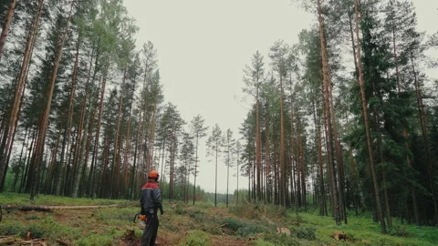 Cutting down a tree with a chainsaw, tree falls down Stock Footage 234058990
