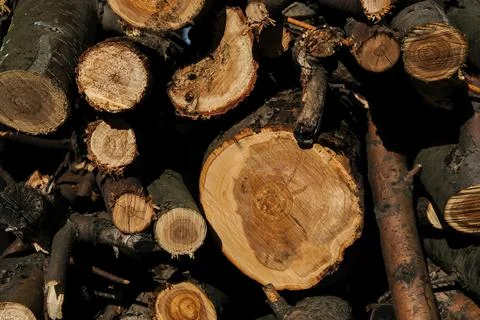 Cutting down a tree. Cutting of apple trees. Apple tree. Firewood from an app Stock-Fotos