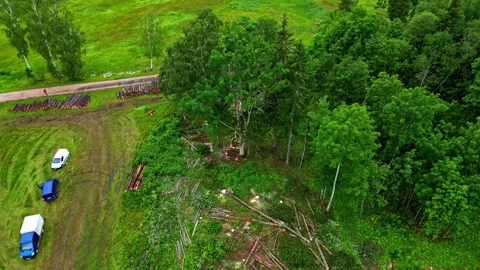 Cutting down the tree, deforestation of European forest logs trunks, aerial Stock Footage 280036394