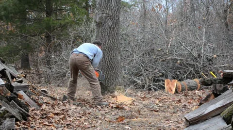 Cutting down a tree Stockbeeldmateriaal 23848294