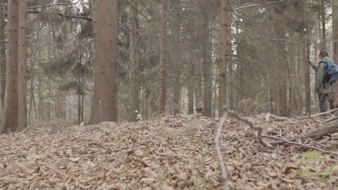 Cutting down a tree Stock Footage 92316477