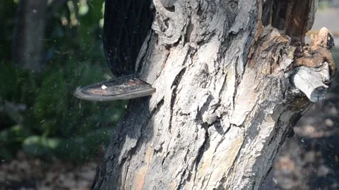 Cutting down a tree Stock Footage 161382570