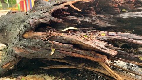 Cutting down of tree stem Stock Footage 135752756