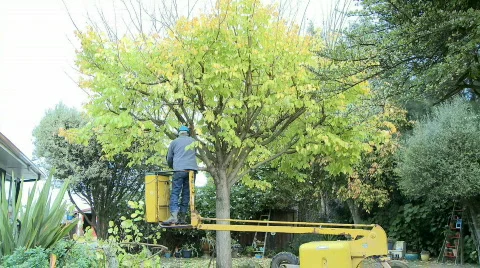 Cutting down a tree in time lapse Stock-Footage 454109