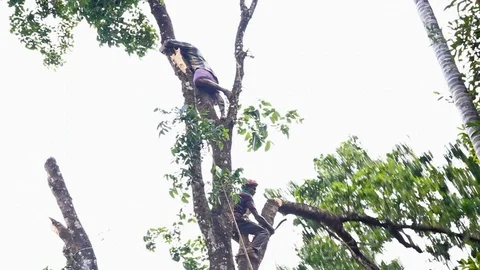 Cutting Down Tree Top Branch Stock Footage 88191225