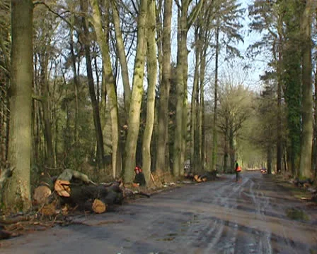 Cutting down a tree, tree falls down - on camera Stock Footage 23371861