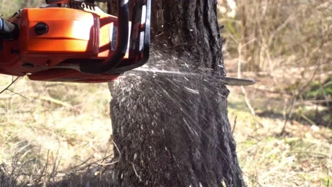 Cutting down a tree trunk Stock Footage 172393593