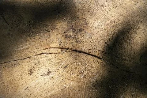 Cutting down a tree in the woods Stock Photos