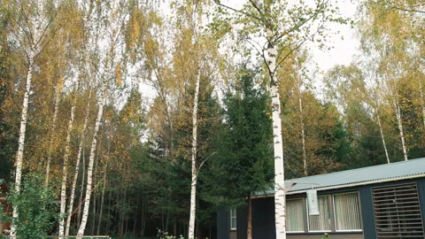 Cutting Down Trees With A Chainsaw Stock-Footage 161971223