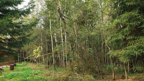 Cutting Down Trees With A Chainsaw 스톡 동영상 161975396