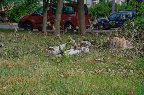 Cutting down trees in the city. An old damaged tree sawn to pieces with a cha Stock Photos