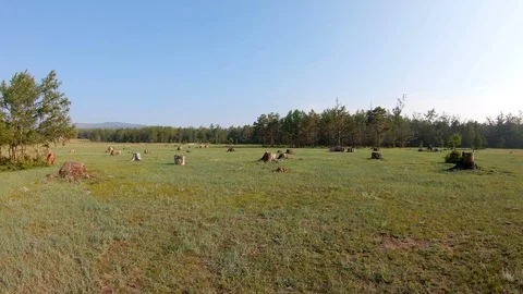 Cutting down trees. Deforested area with stumps Stock Footage 110981467