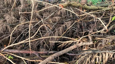 Cutting down of trees Stock Footage 135752751