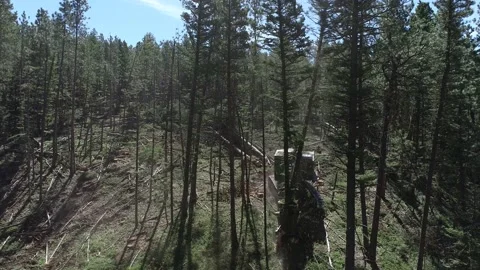 Cutting down trees Video stock 194164828