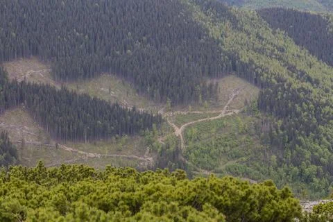 Cutting down trees in the forest. Evergreen pines, yellow Moss and lichen, .. Stock Photos