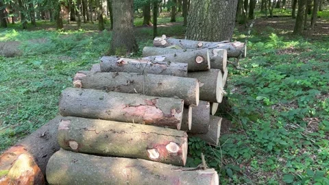 Cutting down trees in the forest Stock Footage 248648257