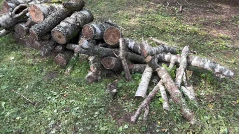 Cutting down trees in the forest Stock Footage 248726257
