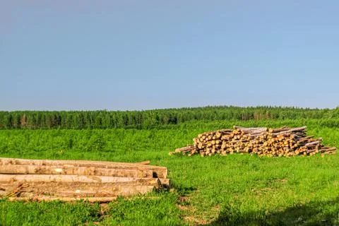Cutting down trees in the forest logs are stacked Stock Photos