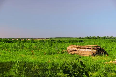 Cutting down trees in the forest logs are stacked Stock Photos